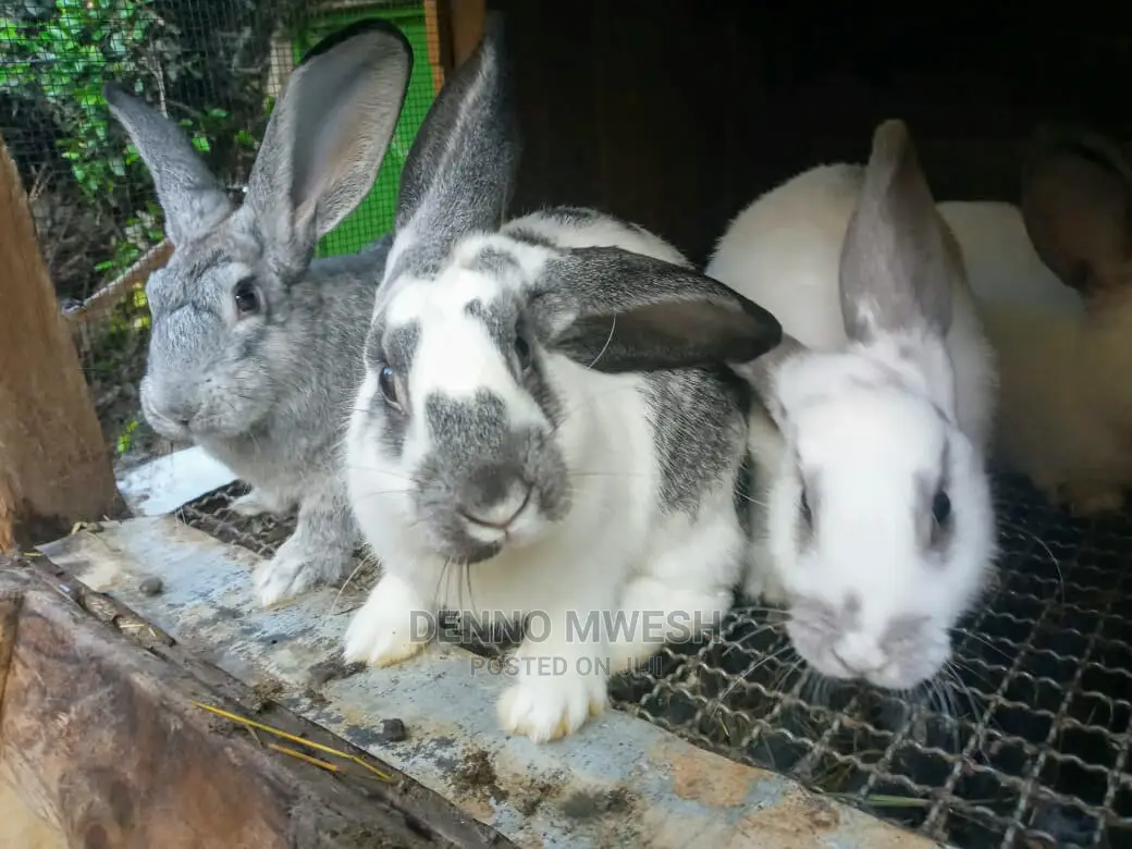 Rabbits /Hybrid