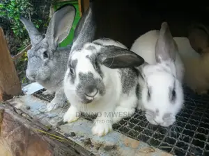 Rabbits /Hybrid