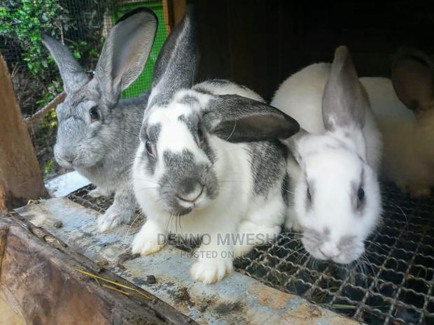 Rabbits /Hybrid - thumbnail 6
