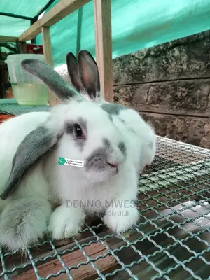 Rabbits /Hybrid