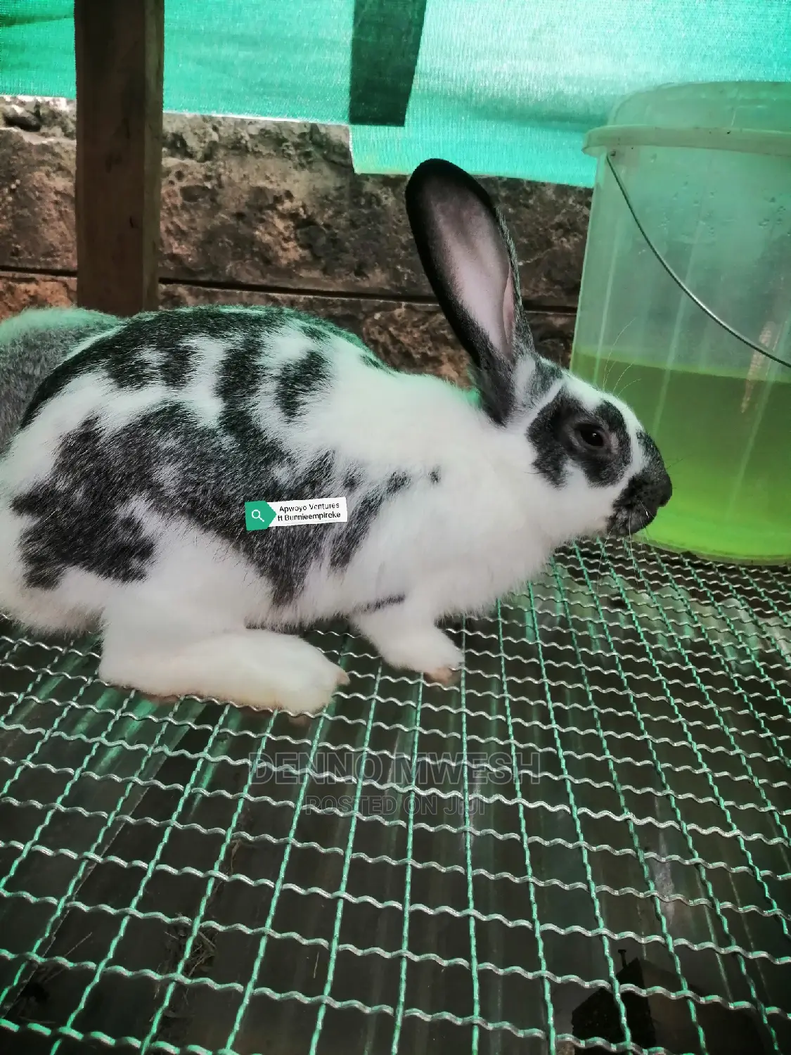 Rabbits /Hybrid