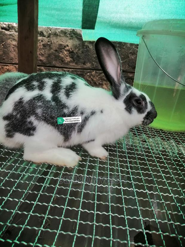Rabbits /Hybrid - thumbnail 7