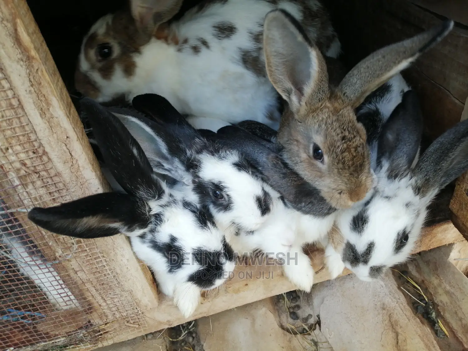 Rabbits /Hybrid
