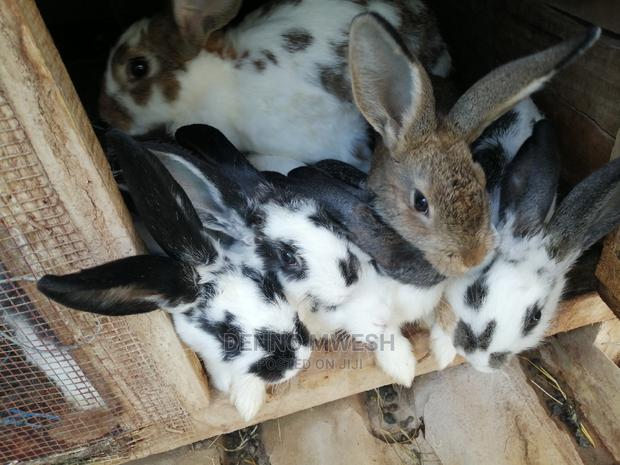 Rabbits /Hybrid - thumbnail 8