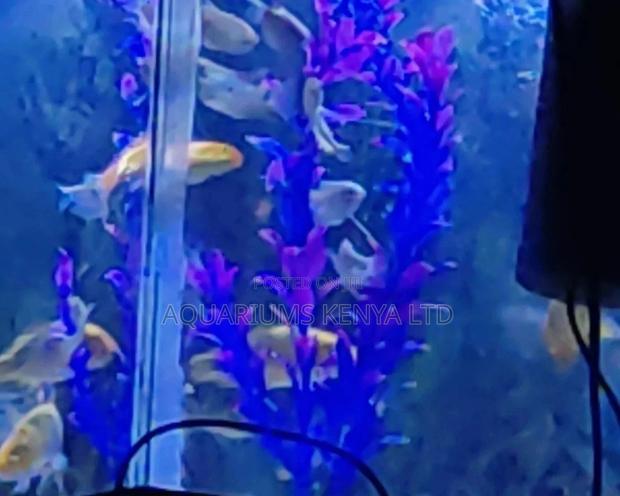 Aquarium Long,Heightful Colourful Plant - main view