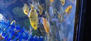 Mirror Koi Carps , Aquarium Fish - thumbnail 2