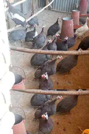 Mature Guinea Fowl Hens and Cocks Kanga - Pair