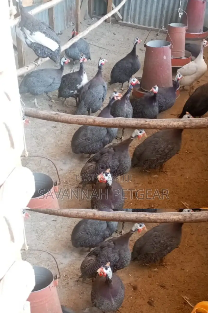 Mature Guinea Fowl Hens and Cocks Kanga - Pair