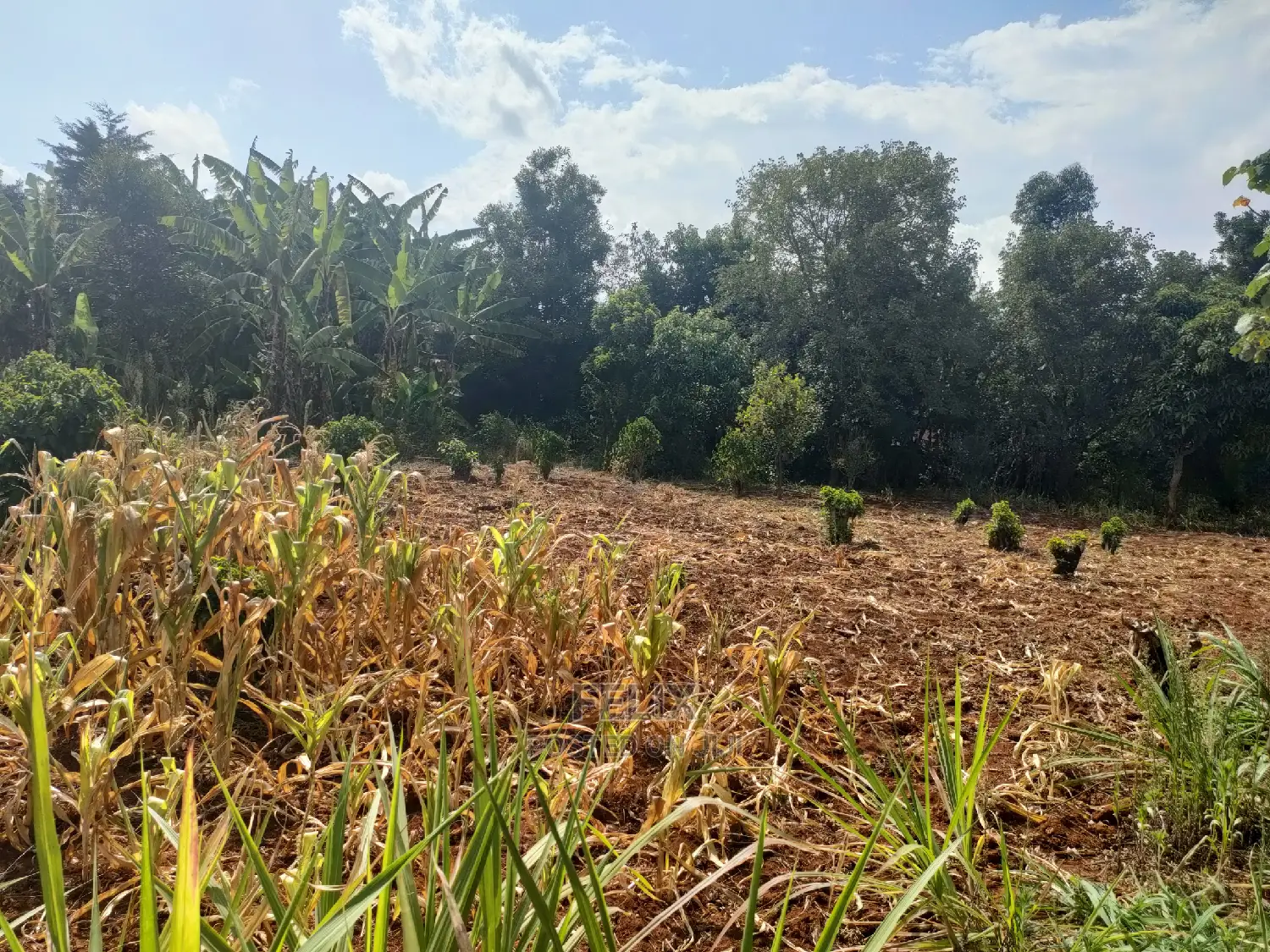 Karatina Kabiruini/Gwa Gachau 1acre