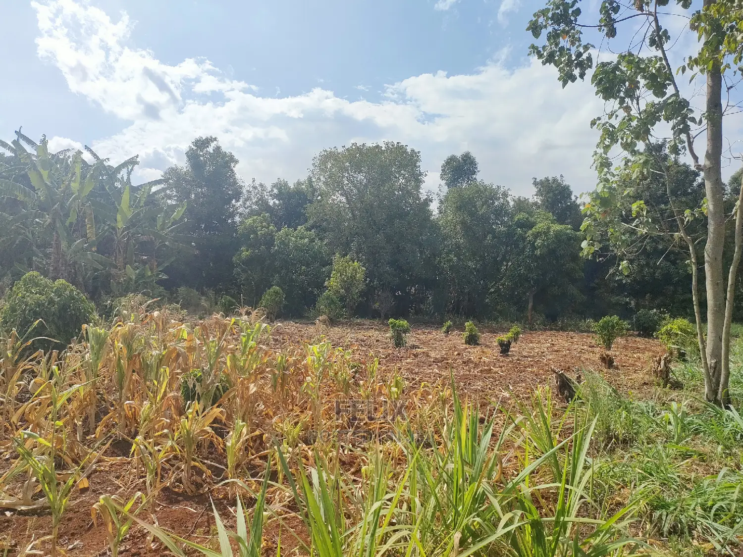 Karatina Kabiruini/Gwa Gachau 1acre