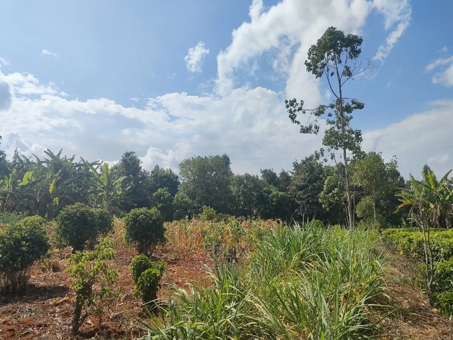 Karatina Kabiruini/Gwa Gachau 1acre