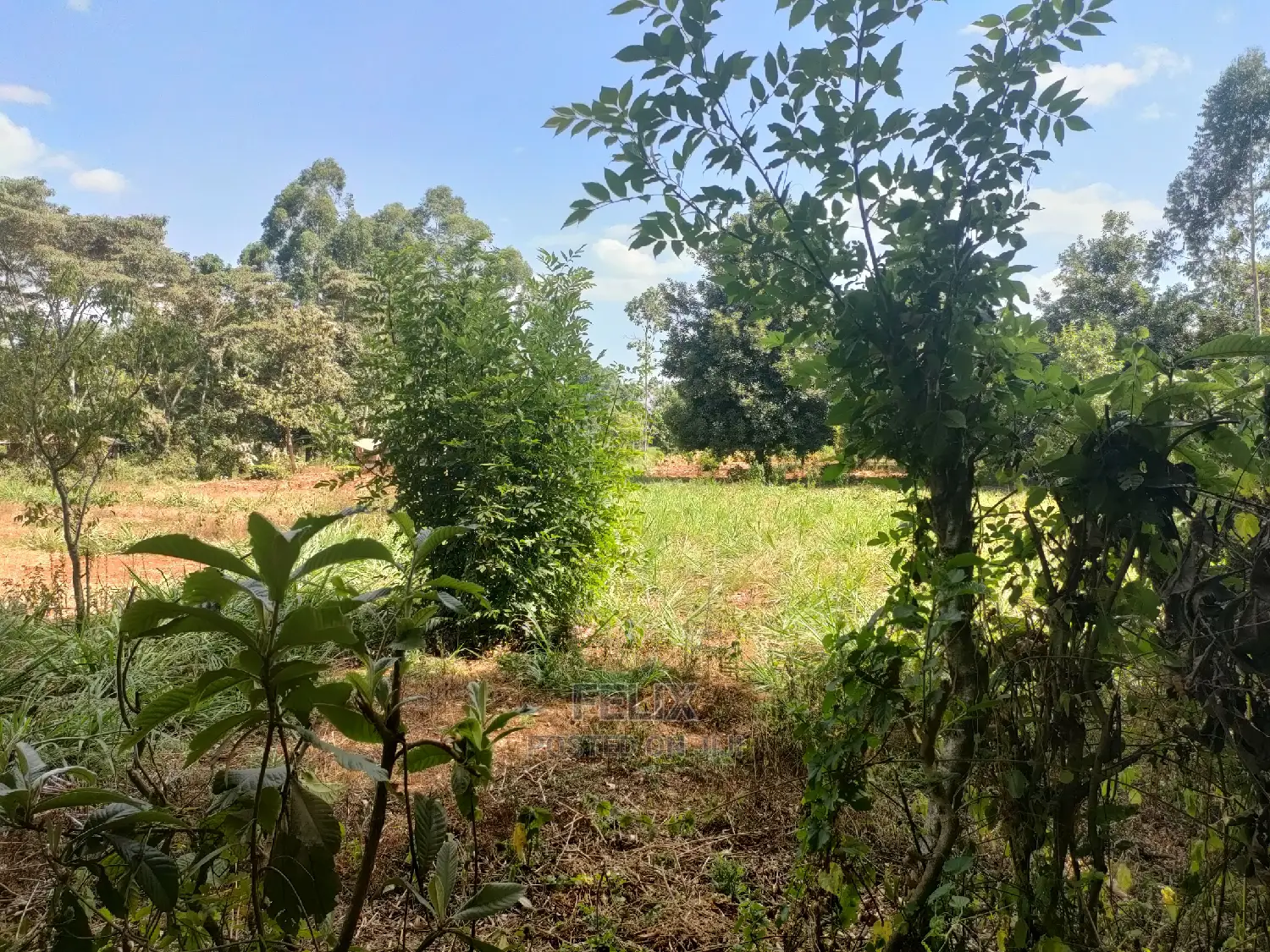 Karatina Kabiruini/Gwa Gachau 1acre