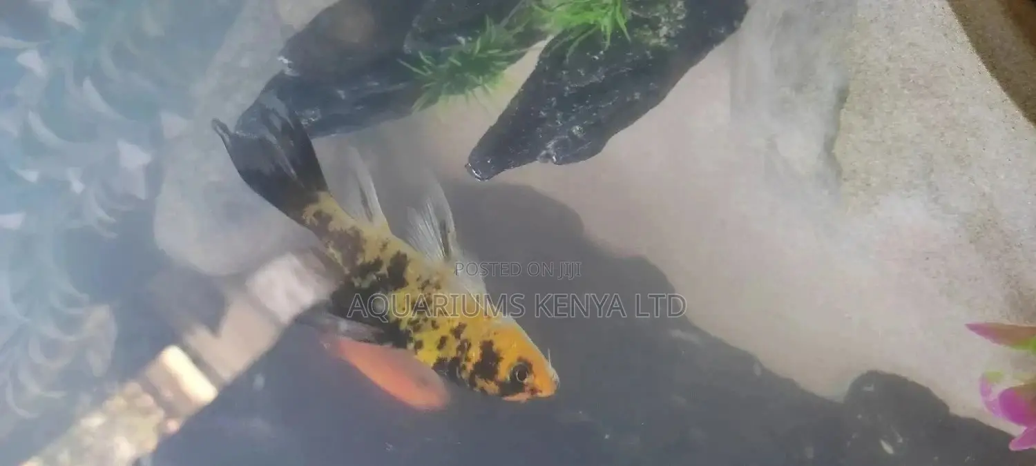 Long Fin Butterfly Utsuri Koifish, Aquarium Fish