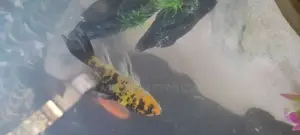 Long Fin Butterfly Utsuri Koifish, Aquarium Fish