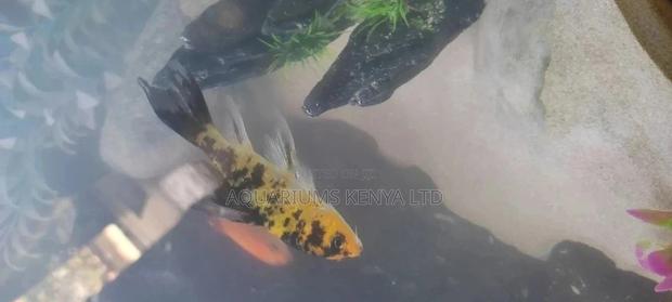 Long Fin Butterfly Utsuri Koifish, Aquarium Fish