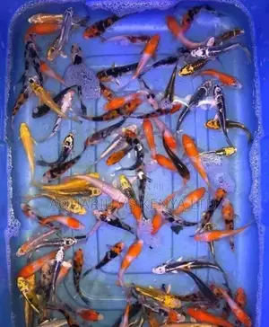 Mixed Species Koi Fish, Aquarium Fish