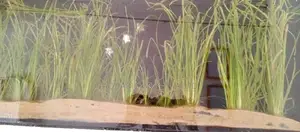 Live Villasneria, Jungle Val ,Water Plants