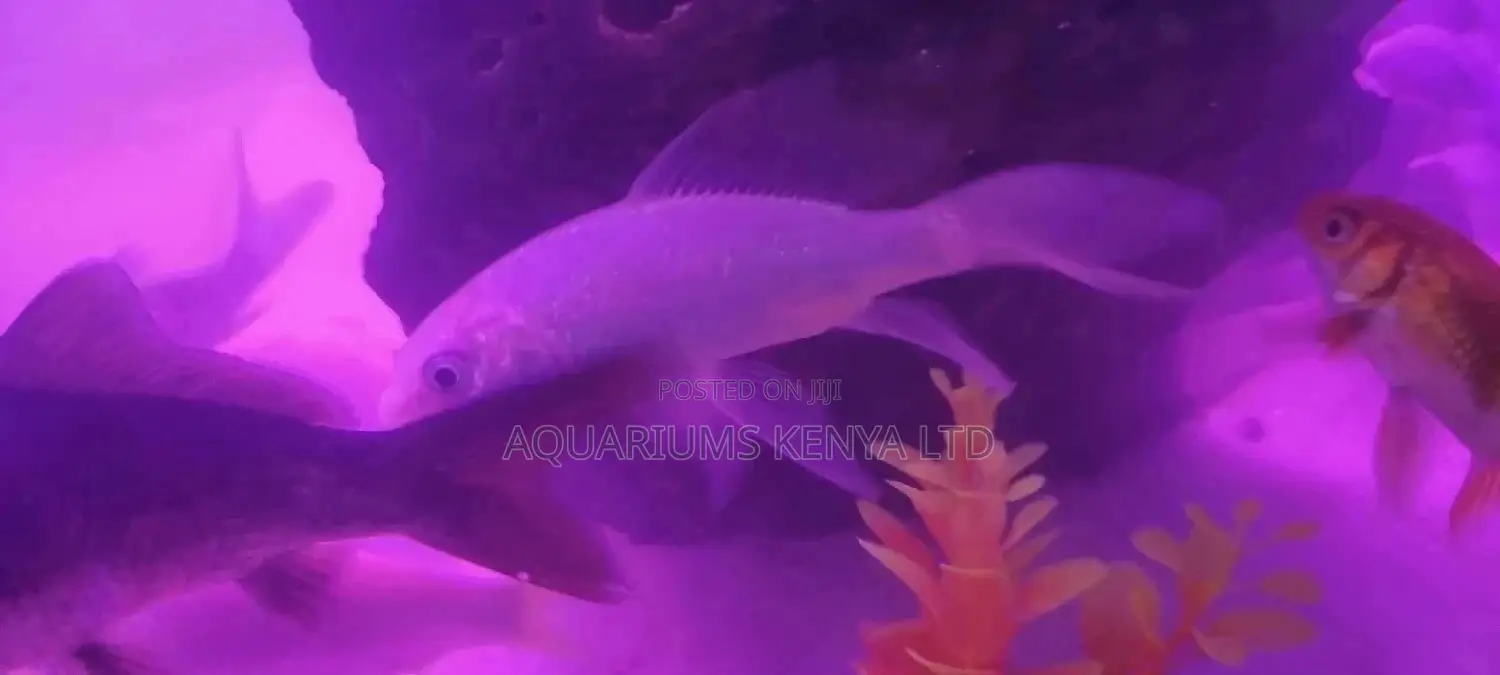Platinum Butterfly Koi, Aquarium Fish