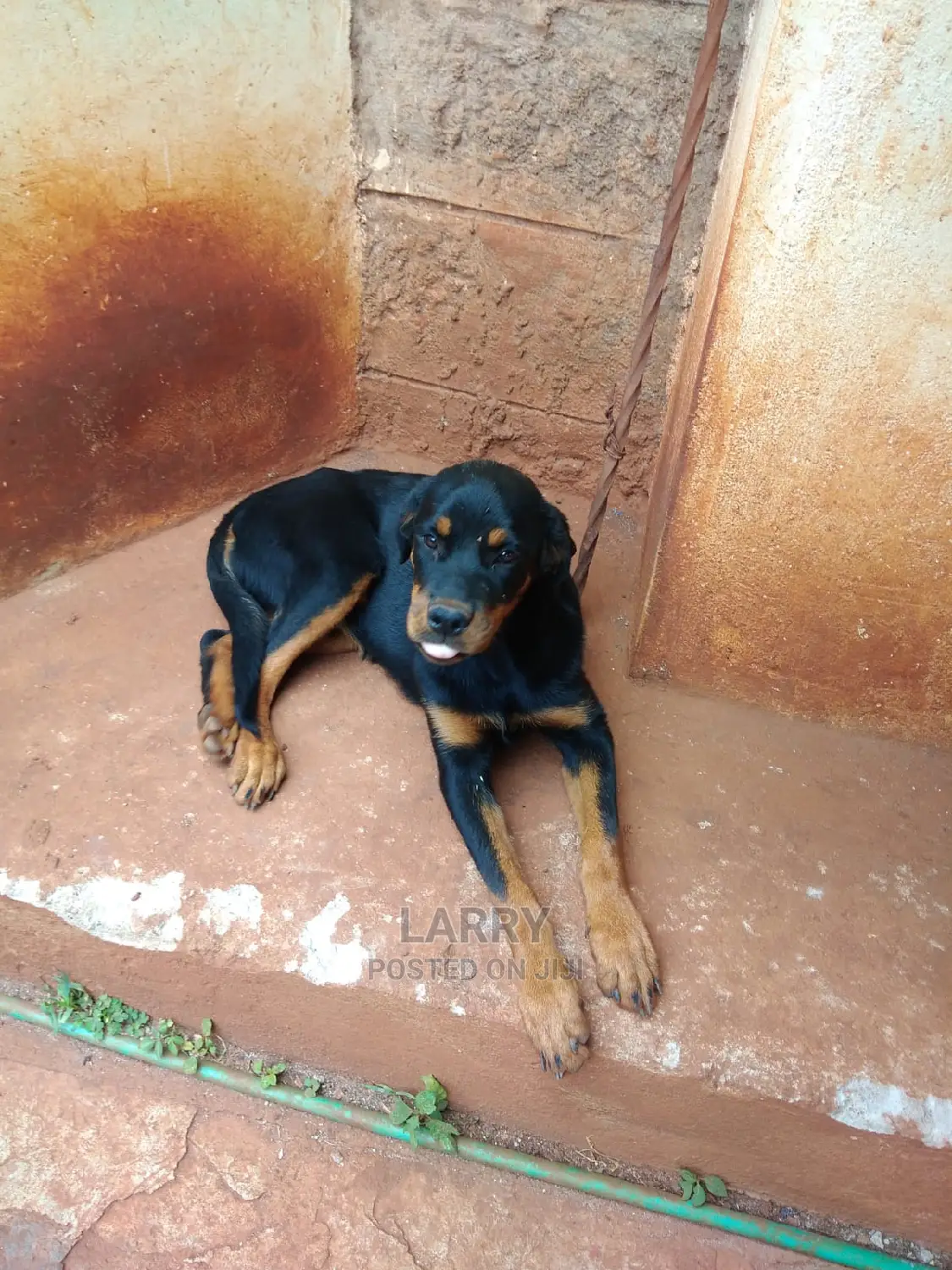 1-3 Month Female Purebred Rottweiler