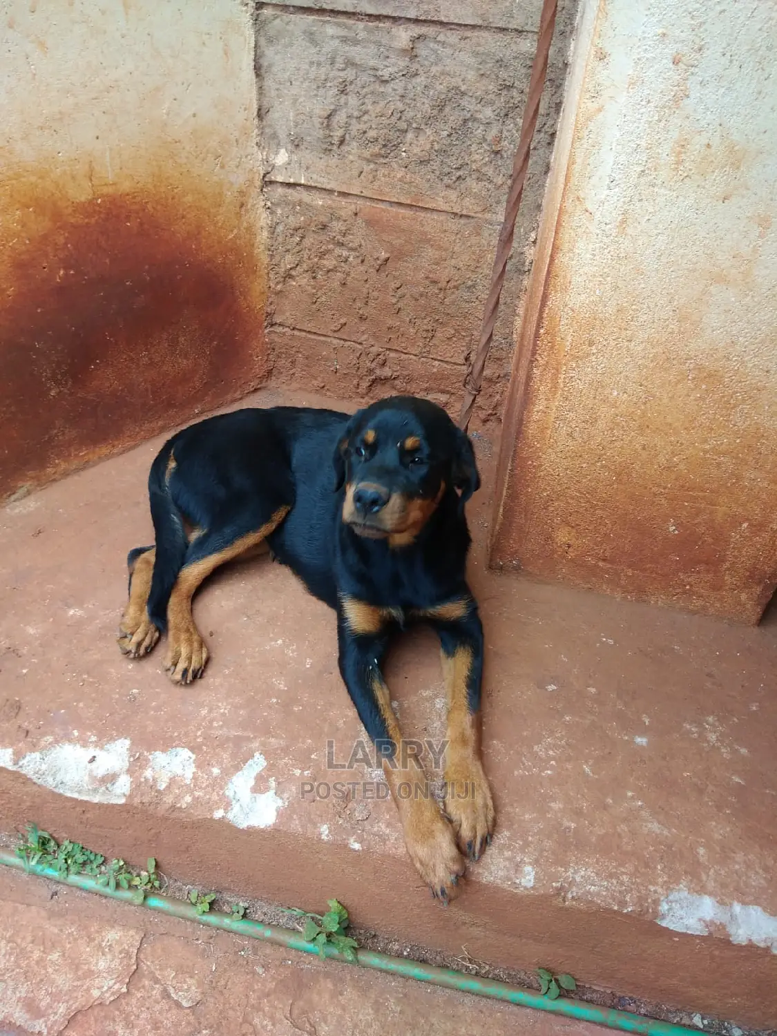 1-3 Month Female Purebred Rottweiler