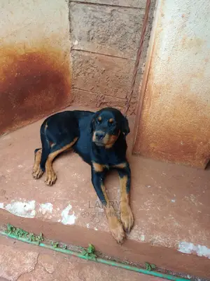 1-3 Month Female Purebred Rottweiler