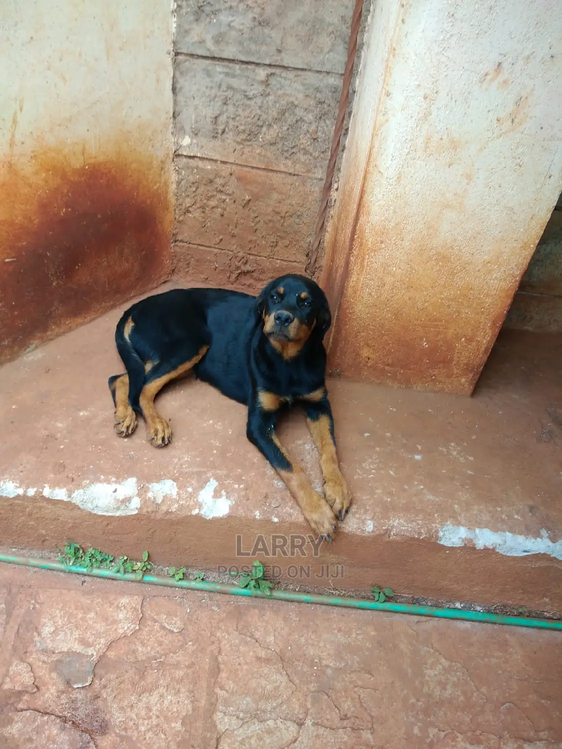 1-3 Month Female Purebred Rottweiler