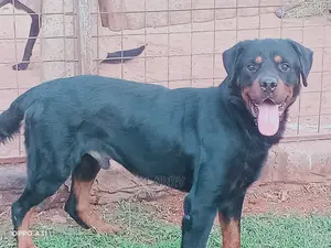 1+ year Male Purebred Rottweiler