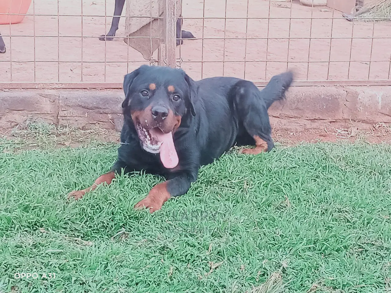 1+ year Male Purebred Rottweiler