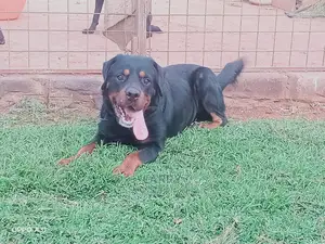 1+ year Male Purebred Rottweiler