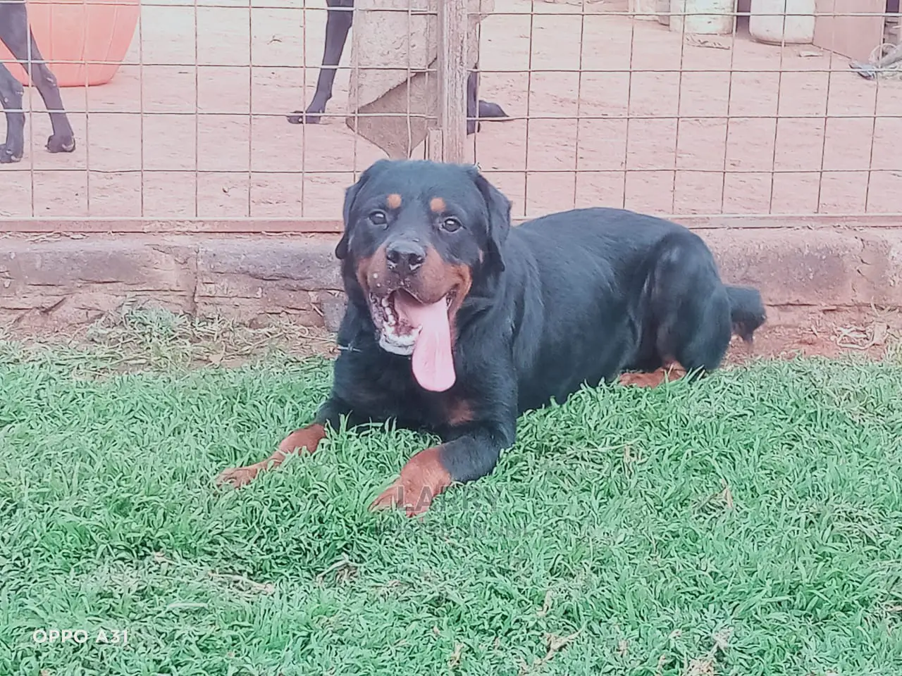 1+ year Male Purebred Rottweiler