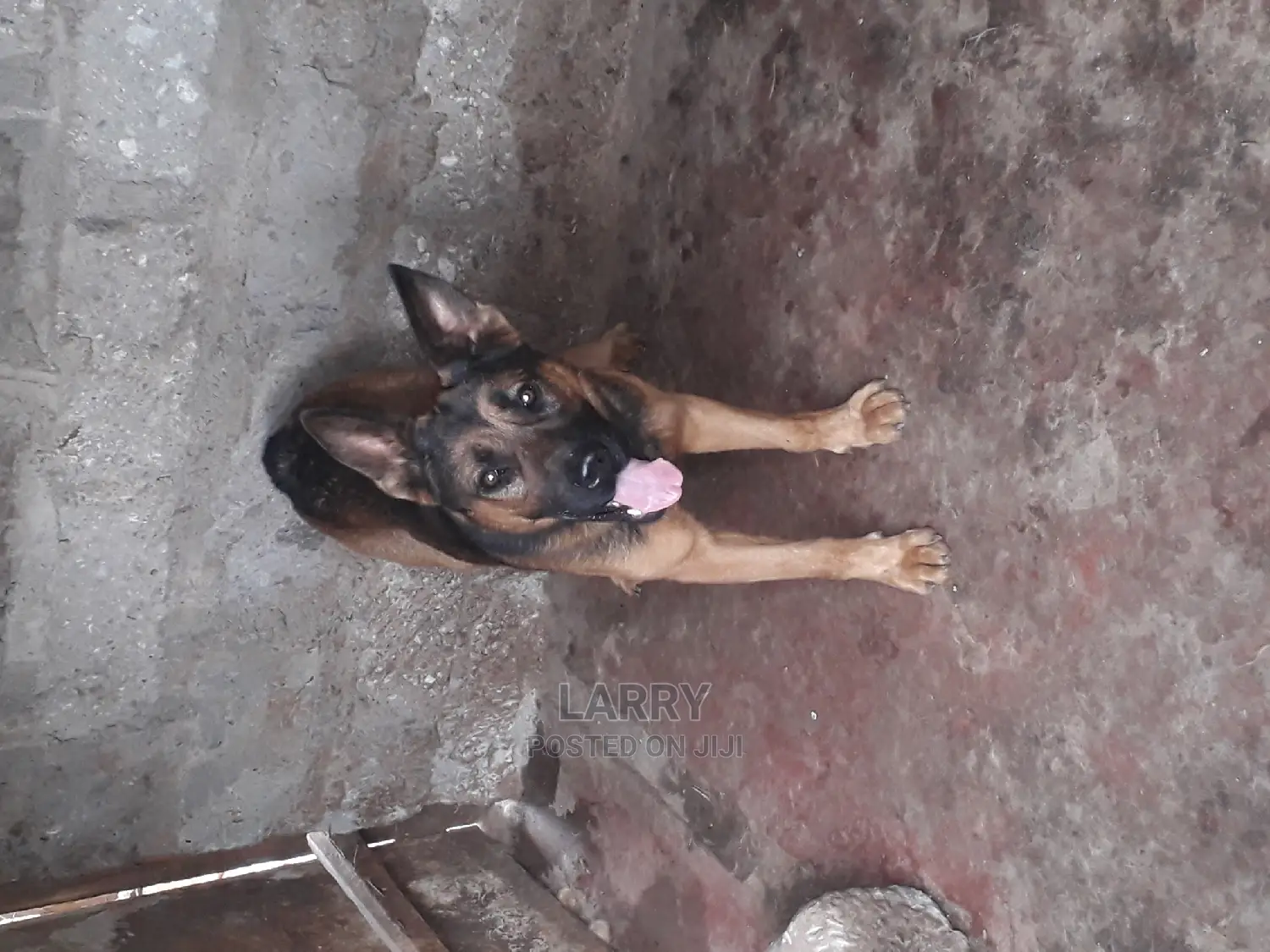 1+ Year Male Purebred German Shepherd