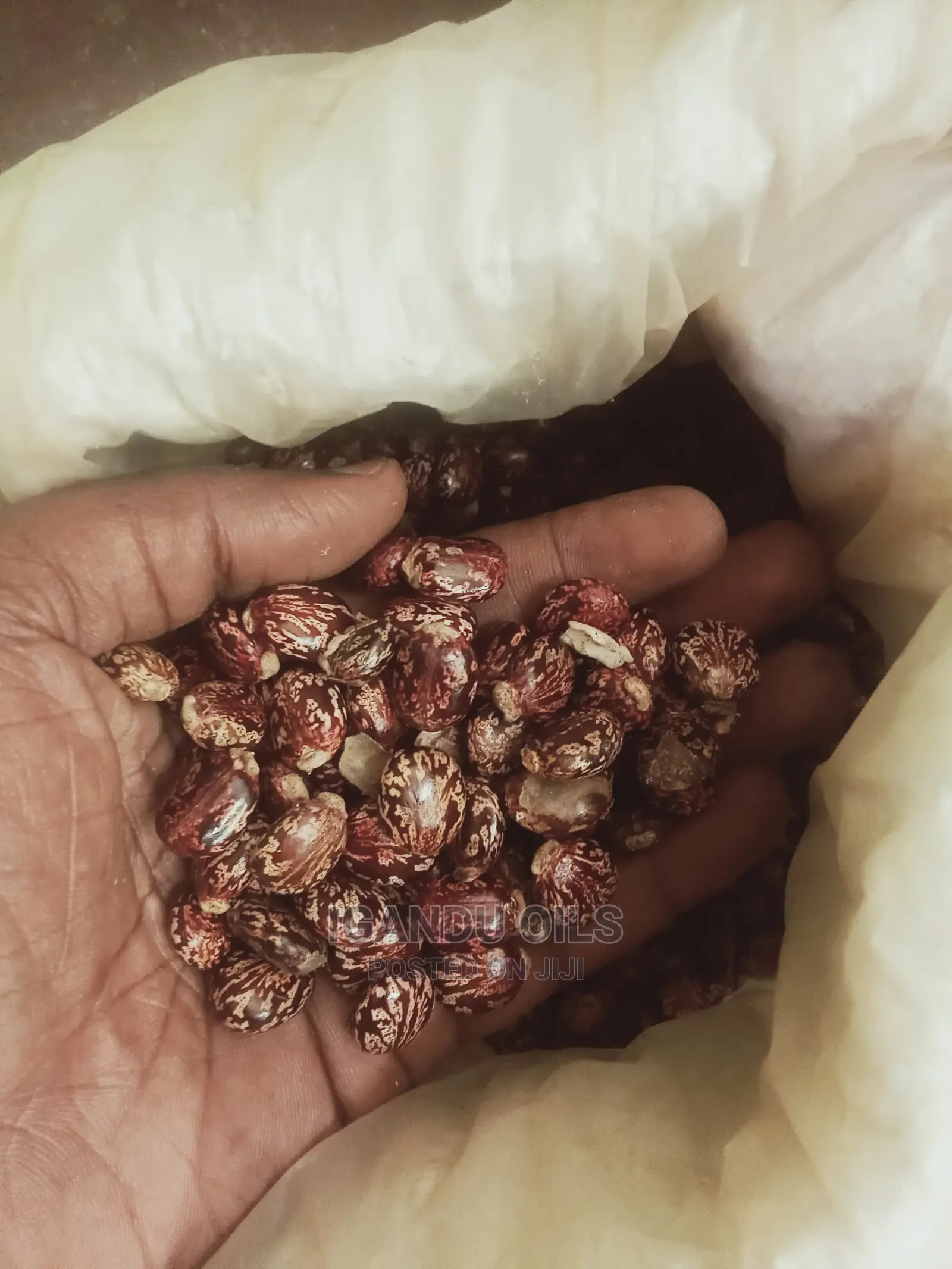 Black Castor Seeds (Jamaican and White