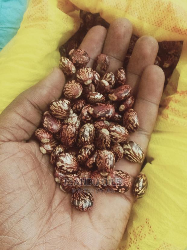 Black Castor Seeds (Jamaican and White - thumbnail 10