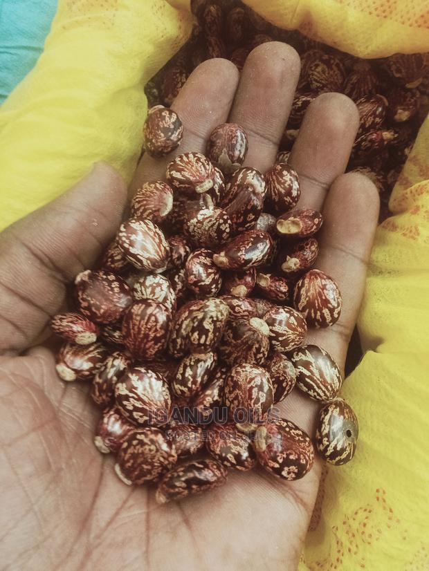 Black Castor Seeds (Jamaican and White - thumbnail 11