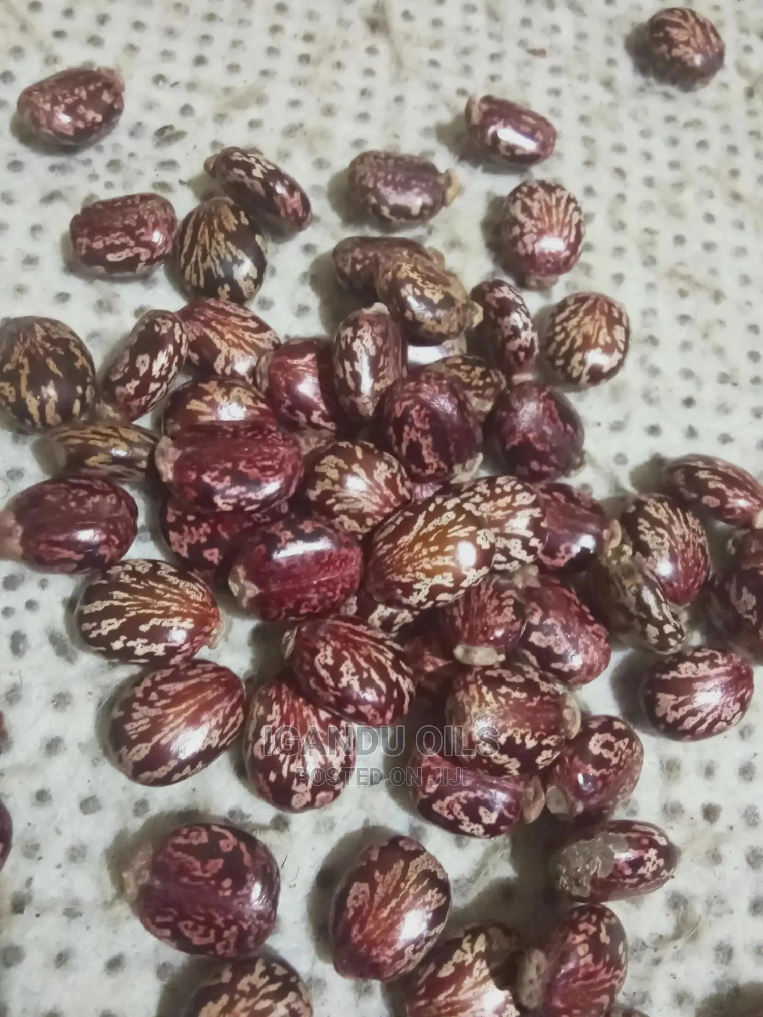Black Castor Seeds (Jamaican and White