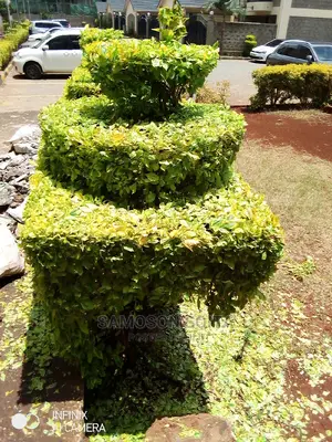 Gardening and Shaping Flowers