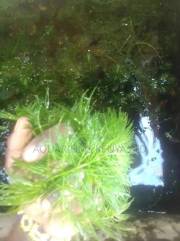 Live Plants, Hornwart - main view