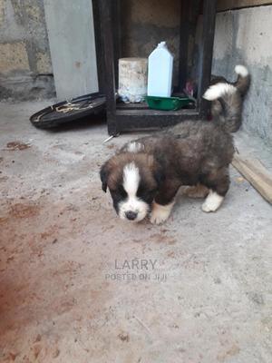 0-1 Month Female Purebred Saint Bernard - thumbnail 2