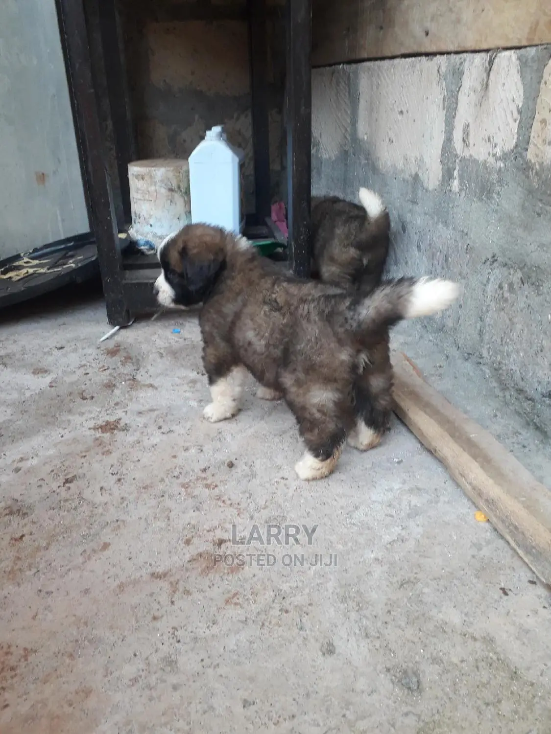 0-1 Month Female Purebred Saint Bernard