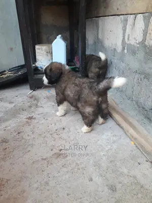 0-1 Month Female Purebred Saint Bernard