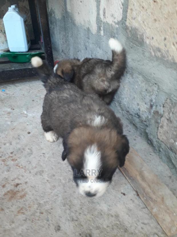 0-1 Month Female Purebred Saint Bernard - thumbnail 4