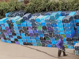 School Boxes