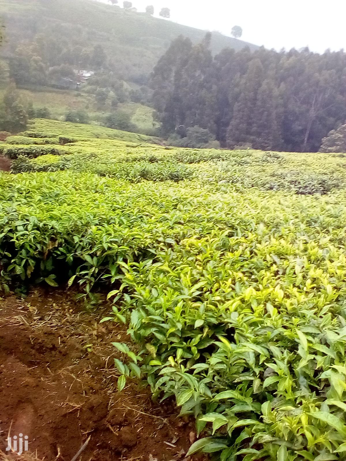 3 Acres Kinyogori, Limuru