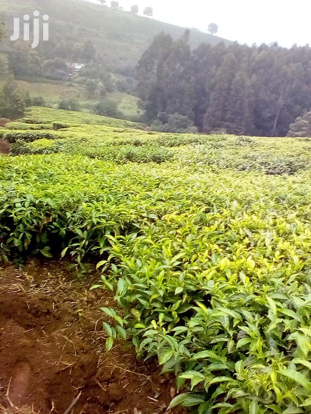 3 Acres Kinyogori, Limuru - thumbnail 4