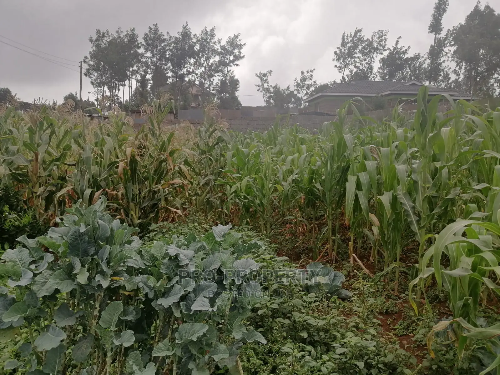 Plot in Kikuyu, Gikambura.