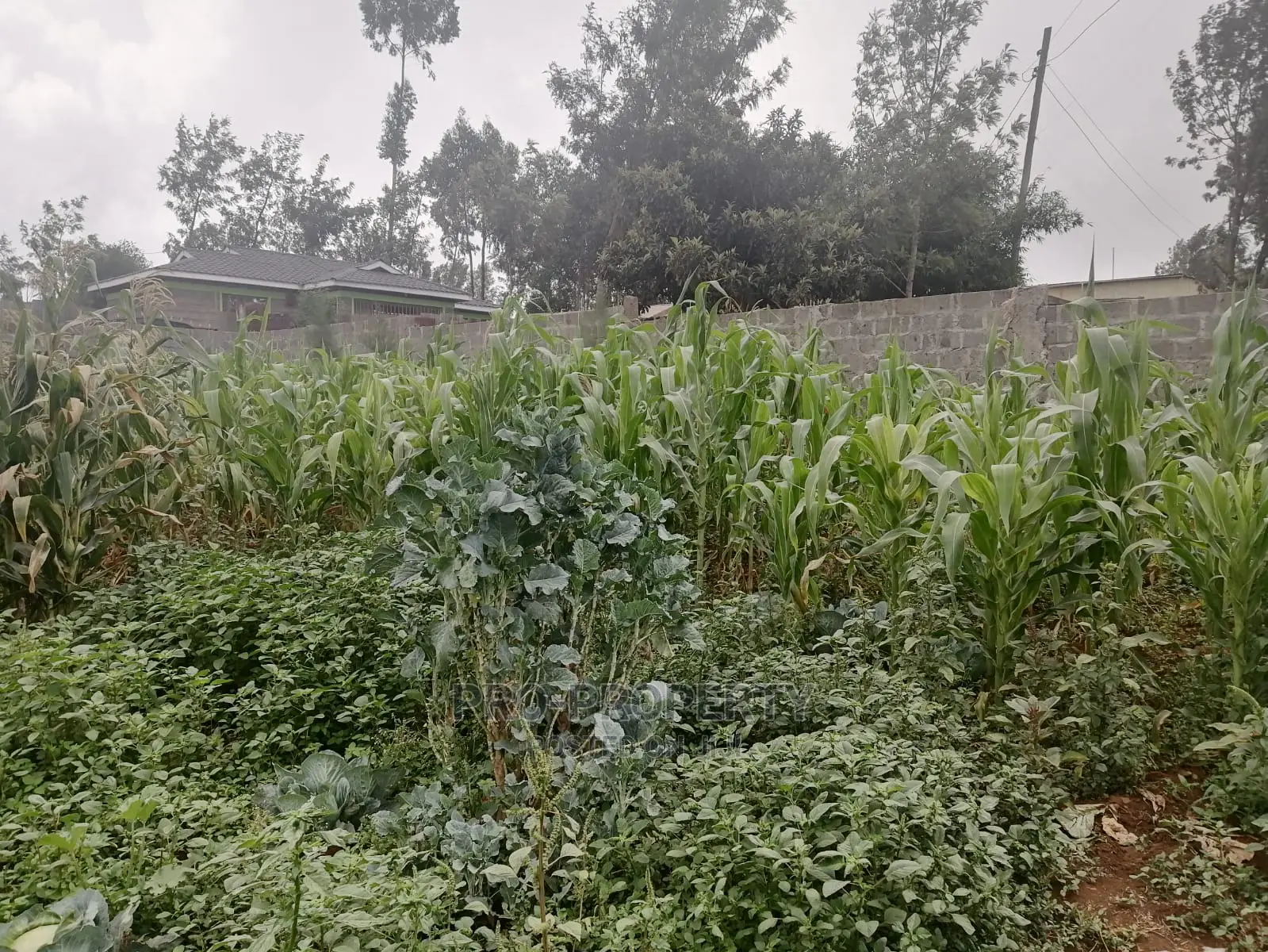 Plot in Kikuyu, Gikambura.