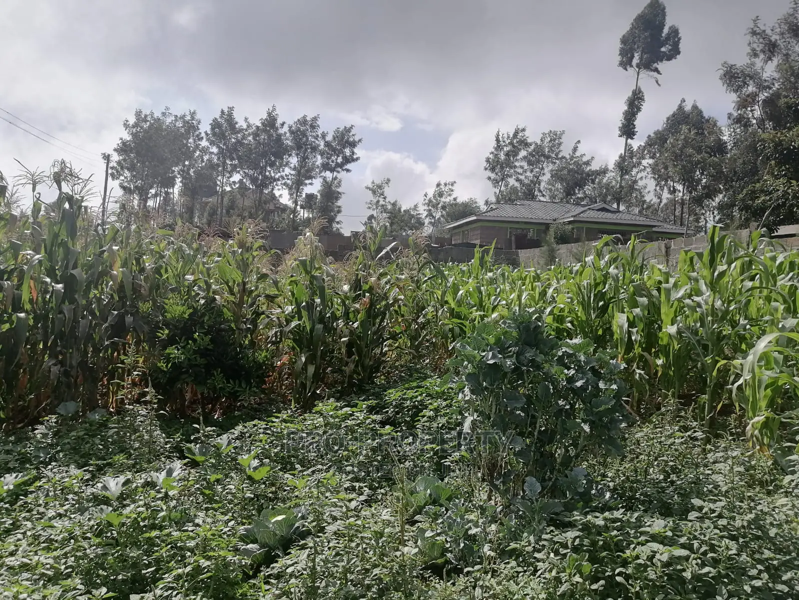 Plot in Kikuyu, Gikambura.