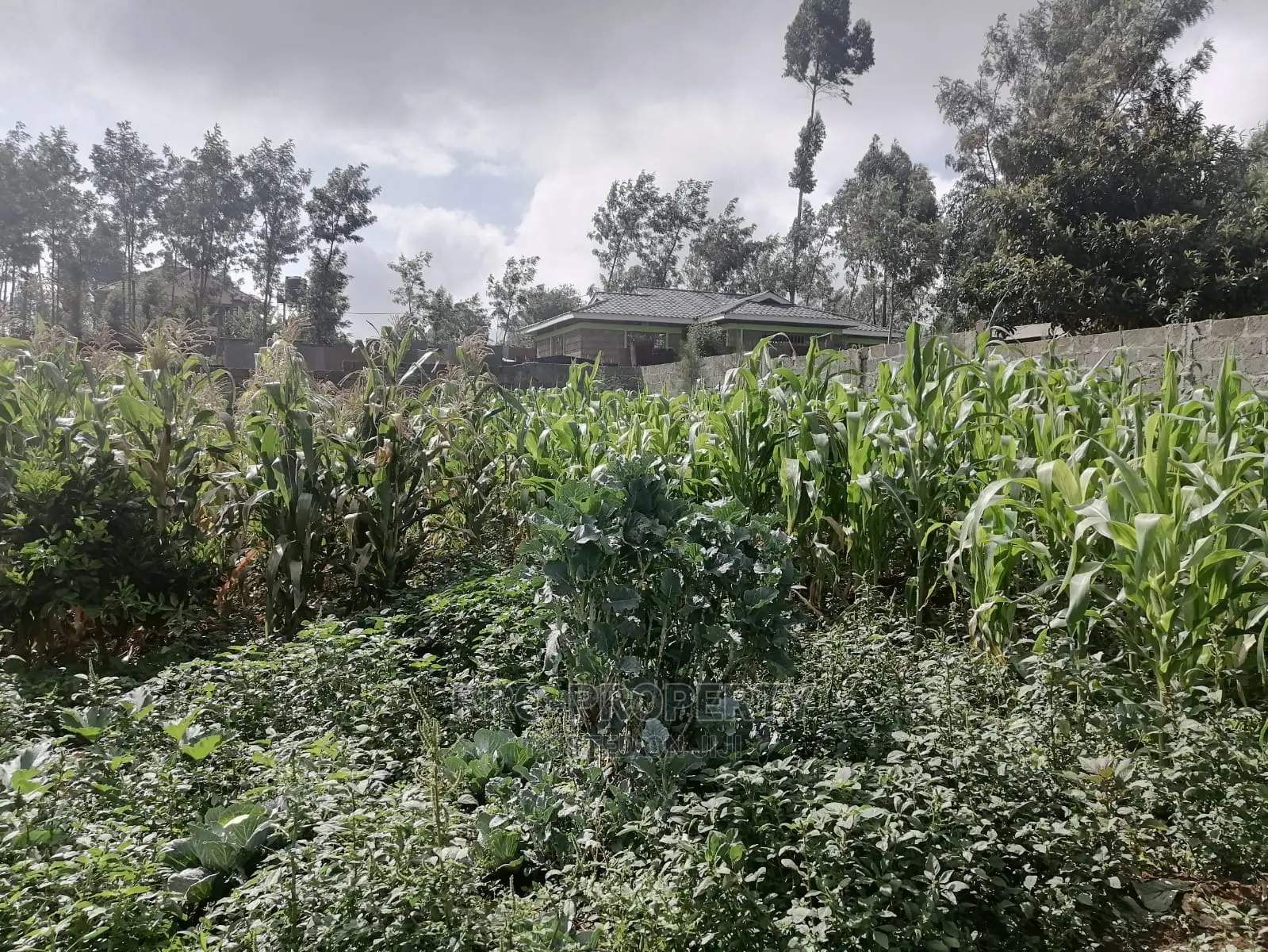 Plot in Kikuyu, Gikambura.