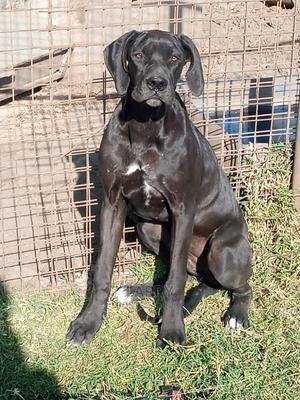 1+ Year Female Purebred Great Dane - thumbnail 2