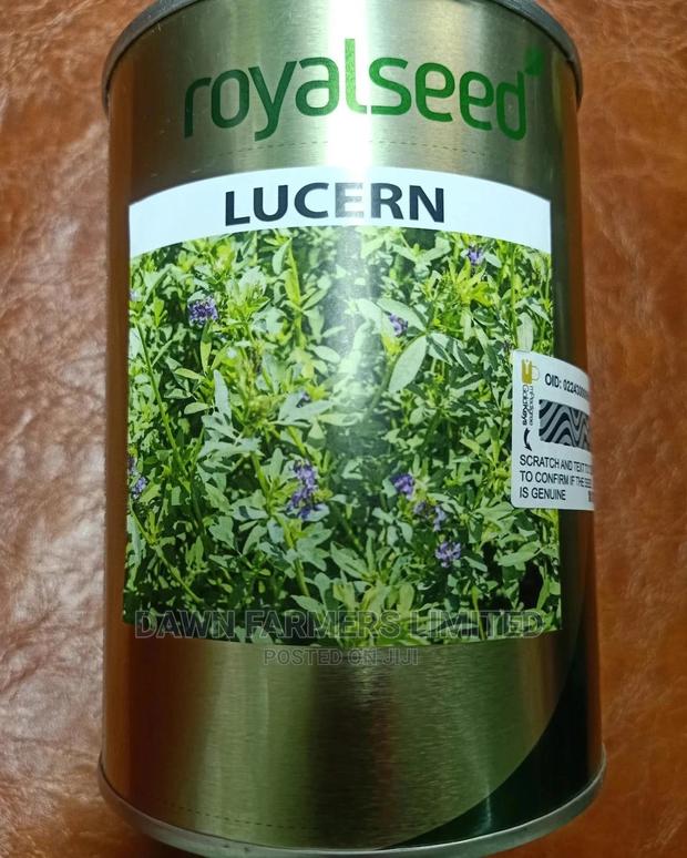 Lucern Seeds 250gms - thumbnail 2